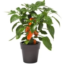 Kitchen Minis™ Fresh Bites Orange Edible Potted Pepper Seeds 9 Kitchen Minis™ Fresh Bites Orange Edible Potted Pepper Seeds -Botanical Bliss 52470 PK P1 3