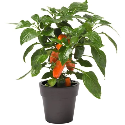 Kitchen Minis™ Fresh Bites Orange Edible Potted Pepper Seeds 6 Kitchen Minis™ Fresh Bites Orange Edible Potted Pepper Seeds - Image 4