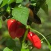 Kitchen Minis™ Fresh Bites Red Edible Potted Pepper Seeds -Botanical Bliss 52471 PK P1