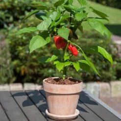 Kitchen Minis™ Fresh Bites Red Edible Potted Pepper Seeds 7 Kitchen Minis™ Fresh Bites Red Edible Potted Pepper Seeds -Botanical Bliss 52471 PK P1 2