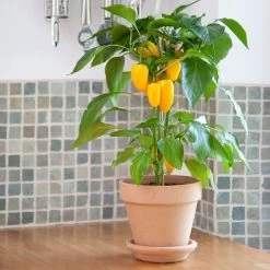 Kitchen Minis™ Fresh Bites Yellow Edible Potted Pepper Seeds -Botanical Bliss 52472 PK P1 1
