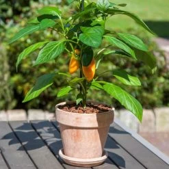 Kitchen Minis™ Fresh Bites Yellow Edible Potted Pepper Seeds -Botanical Bliss 52472 PK P1 2