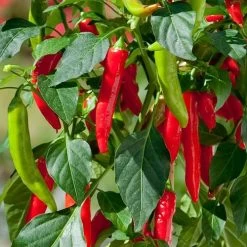 Kitchen Minis™ Hot Fajita Edible Potted Pepper Seeds