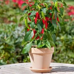 Kitchen Minis™ Hot Fajita Edible Potted Pepper Seeds -Botanical Bliss 52477 PK P1 2