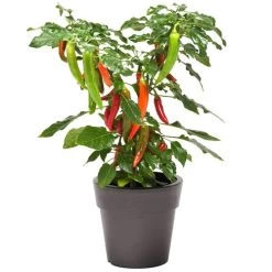 Kitchen Minis™ Hot Fajita Edible Potted Pepper Seeds -Botanical Bliss 52477 PK P1 3
