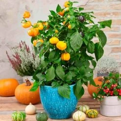 Halloween Gold Pumpkin Peppers™ Pepper Seeds -Botanical Bliss 52478 PK P1 2