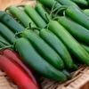 Pathfinder Serrano Pepper Seeds -Botanical Bliss 52479 PK P1