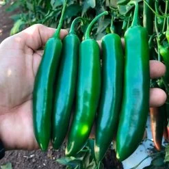 Pathfinder Serrano Pepper Seeds -Botanical Bliss 52479 PK P1 2