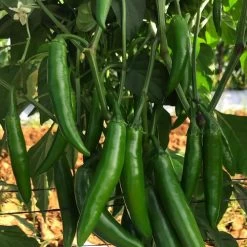 Pathfinder Serrano Pepper Seeds -Botanical Bliss 52479 PK P1 3