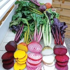 Rainbow Mix Beet Seeds