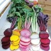 Rainbow Mix Beet Seeds (P) Pkt Of 200 Seeds -Botanical Bliss 52487 PK P1