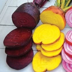 Rainbow Mix Beet Seeds (P) Pkt Of 200 Seeds -Botanical Bliss 52487 PK P1 1