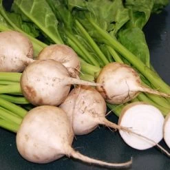 Avalanche White F1 Beet Seeds 7 Avalanche White F1 Beet Seeds -Botanical Bliss 52498 PK P1 2
