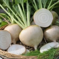 Avalanche White F1 Beet Seeds