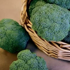 Castle Dome Hybrid Broccoli Seeds