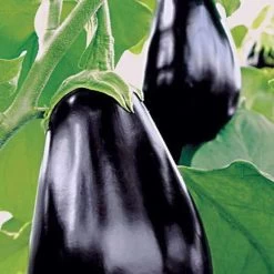 Amadeo Eggplant Seeds (P)Ā Pkt Of 30 Seeds