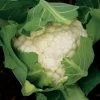 Freedom Hybrid Cauliflower Seeds 1 Freedom Hybrid Cauliflower Seeds -Botanical Bliss 52509 PK P1