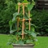 Patio Snacker Cucumber Seeds -Botanical Bliss 52511