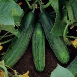Patio Snacker Cucumber Seeds -Botanical Bliss 52511 3