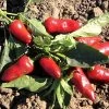 Fresno Pepper Seeds -Botanical Bliss 52514 pk p1