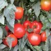 Mountain Merit Hybrid Tomato Seeds 2 Mountain Merit Hybrid Tomato Seeds -Botanical Bliss 52523 PK 100