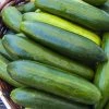 Sir Crunch A Lot Hybrid Cucumber Seeds -Botanical Bliss 52536