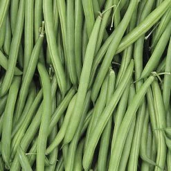 Endeavour Bush Bean Seeds