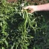 Orient Wonder Yardlong Pole Bean Seeds 1 Orient Wonder Yardlong Pole Bean Seeds -Botanical Bliss 52542 pk p1