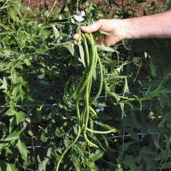 Orient Wonder Yardlong Pole Bean Seeds