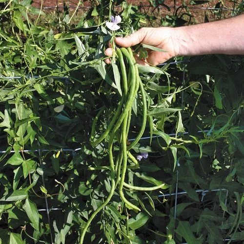 Orient Wonder Yardlong Pole Bean Seeds 3 Orient Wonder Yardlong Pole Bean Seeds