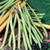 Cobra Pole Bean Seeds -Botanical Bliss 52545 pk p1
