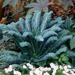 Lacinato Kale Seeds (P) Pkt Of 100 Seeds