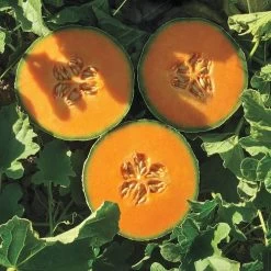 Lilliput Hybrid Melon Cantaloupe Seeds