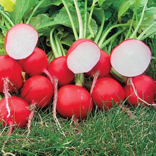 Roxanne Hybrid Radish Seeds 3 Roxanne Hybrid Radish Seeds