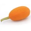 Orangetti Spaghetti Organic Squash Seeds -Botanical Bliss 52563 PK P1
