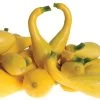 Delta Hybrid Squash Seeds 1 Delta Hybrid Squash Seeds -Botanical Bliss 52565 PK 250