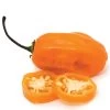 Sweet Habanero Organic Pepper Seeds -Botanical Bliss 52575 PK 250