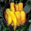 Mama Mia Giallo Hybrid Sweet Pepper Seeds -Botanical Bliss 52576 pk 100