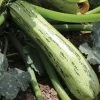 Bossa Nova Hybrid Squash Seeds -Botanical Bliss 52581 PK 100