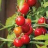 Nectar Hybrid Cherry Tomato Seeds -Botanical Bliss 52587