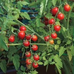 Nectar Hybrid Cherry Tomato Seeds (P) Pkt Of 10 Seeds -Botanical Bliss 52587 PK P1 1