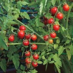 Nectar Hybrid Cherry Tomato Seeds -Botanical Bliss 52587 1