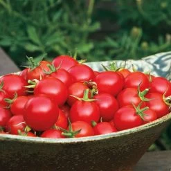 Nectar Hybrid Cherry Tomato Seeds -Botanical Bliss 52587 2