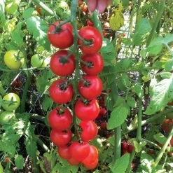 Nectar Hybrid Cherry Tomato Seeds -Botanical Bliss 52587 3