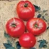 German Johnson Tomato Seeds 2 German Johnson Tomato Seeds -Botanical Bliss 52589
