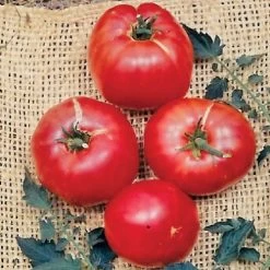 German Johnson Tomato Seeds (P) Pkt Of 30 Seeds