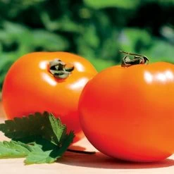 Chef's Choice Orange Hybrid Tomato Seeds