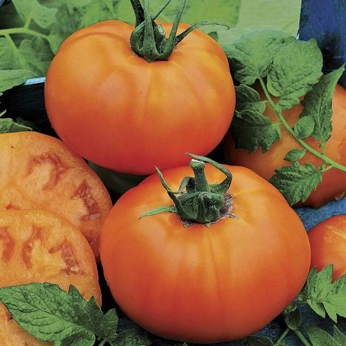 Chef's Choice Orange Hybrid Tomato Seeds (P) Pkt Of 30 Seeds 4 Chef's Choice Orange Hybrid Tomato Seeds (P) Pkt Of 30 Seeds - Image 2