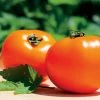 Chef's Choice Orange Hybrid Tomato Seeds (P) Pkt Of 30 Seeds 2 Chef's Choice Orange Hybrid Tomato Seeds (P) Pkt Of 30 Seeds -Botanical Bliss 52592 pk p1