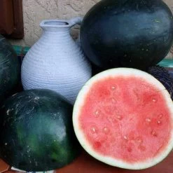 Harvest Moon Hybrid Seedless Watermelon Seeds -Botanical Bliss 52594 PK P1 1